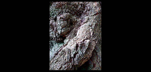 <strong>東信×リコーGR DIGITAL III </strong> 