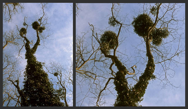 <strong>carnet de jardin</strong>｜vol.1 Le Cyclop（ル・シクロップ）の庭──地球に落ちて来た愛の宇宙船　みんな宿っている。