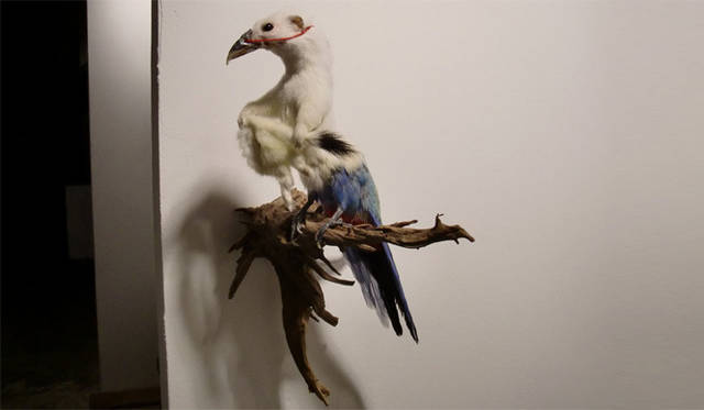 <strong>マシュー的、「Art Basel Miami 2010」レポート</strong>　鳥の剥製を用いた作品。