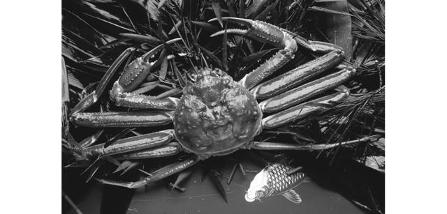 <strong>写心気 011</strong> Photo by 立木義浩