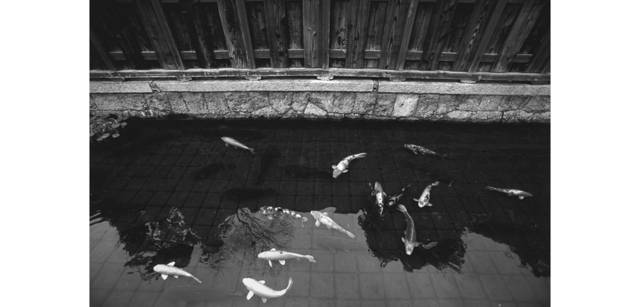 <strong>写心気 012</strong> Photo by 立木義浩