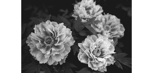 <strong>写心気 013</strong> Photo by 立木義浩