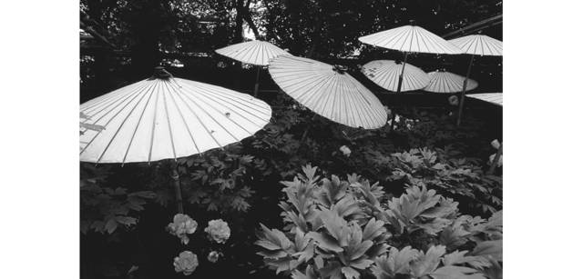 <strong>写心気 015</strong> Photo by 立木義浩