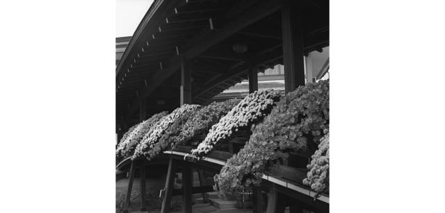 <strong>写心気 018</strong> Photo by 立木義浩