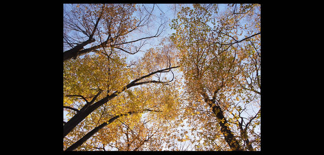<strong>鶴田真由（女優）×リコーGXR+A12</strong>｜「Tokyo Nature」 sky1