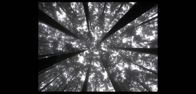 <strong>鶴田真由（女優）×リコーGXR+A12</strong>｜「Tokyo Nature」 mandala1