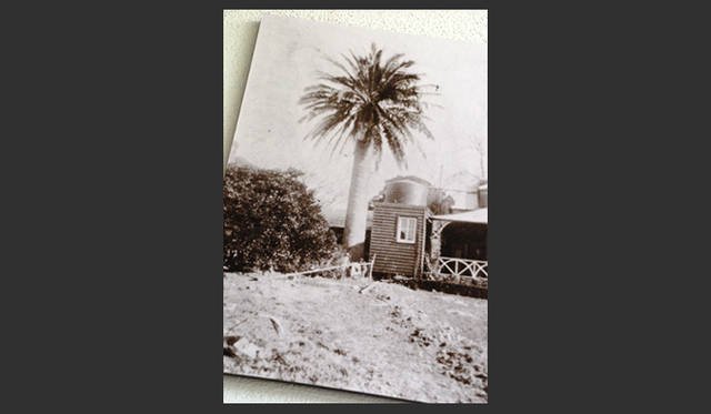 <strong>オーストラリア｜シャトー・イェリング・ヒストリック・ハウス・ホテル</strong> 1867年に植えられたヤシの木は今も現存、ナショナルトラストに登録されている 