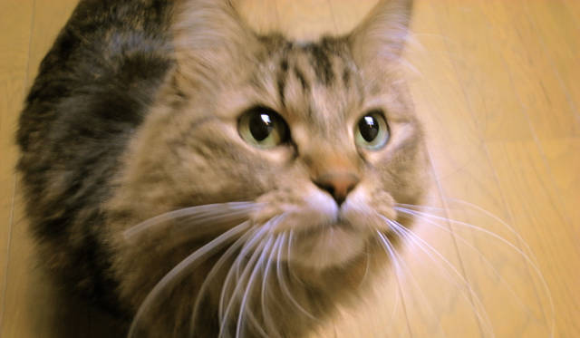 <strong>生方ななえ｜「うつくしきもの」</strong>　ハナ。