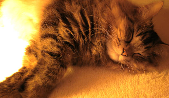 <strong>生方ななえ｜「うつくしきもの」</strong>　こたつで寝ているハナ。