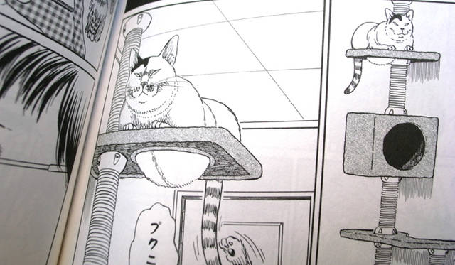 <strong>生方ななえ｜「うつくしきもの」</strong>　キャットタワーからたれる腹肉がたまらない。