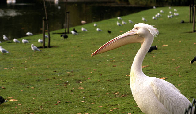 <strong>ROYAL WEDDING ROOT｜ロイヤルウェディングルート</strong>　セント・ジェームズ・パークには、ペリカンが住む。　©Britainonview