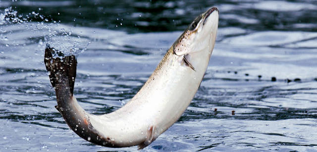 <strong>Chapter04</strong>｜Keyword：Beauty＆Health　サーモンの健康に配慮し、特別に作られた餌を食べながらストレスの少ない環境で健康に育ったサーモンは、とろけるような味わいとベルベットのような舌触りが魅力だ。　(c)Loch Duart (ロックデュート）