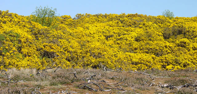 <strong>Chapter04</strong>｜Keyword：Beauty＆Health　鮮やかな黄色がまぶしいGorse（ハリエニシダ）が生い茂る丘。空のブルーとのコントラストが美しい。
