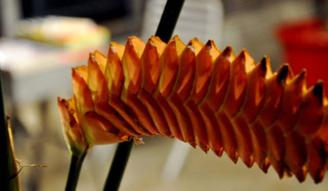 <b>塚田有一│みどりの触知学</b>　『月夜の読書室』の花