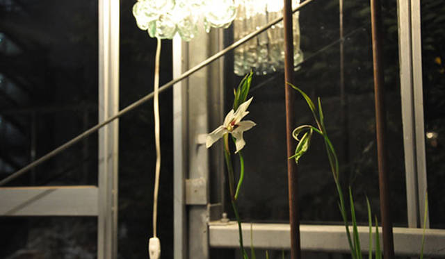 <b>塚田有一│みどりの触知学</b>　『月夜の読書室』の花