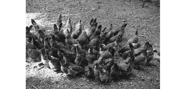 <strong>写心気 053</strong> Photo by 立木義浩