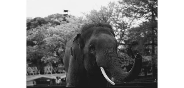 <strong>写心気 055</strong> Photo by 立木義浩