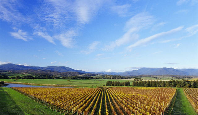 EAT｜今年もお花見は目黒川でシャンドン ロゼを！　「お花見 CHANDON 目黒川」開催