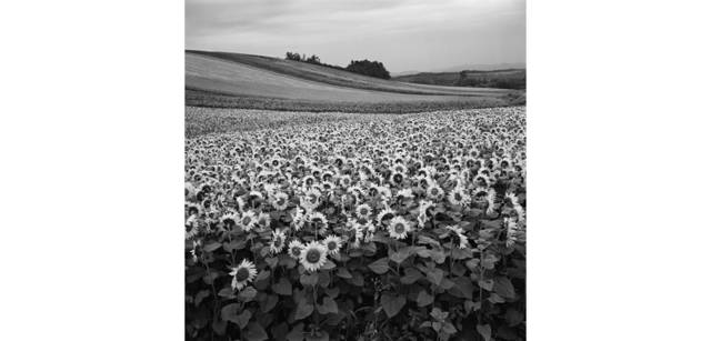 <strong>写心気 063</strong> Photo by 立木義浩