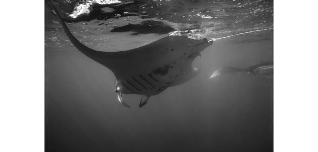 <strong>写心気 075</strong> Photo by 立木義浩