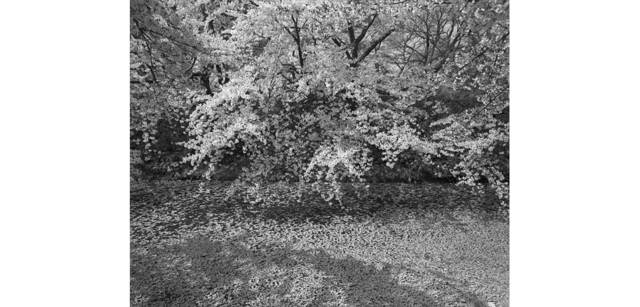 <strong>写心気 079</strong> Photo by 立木義浩