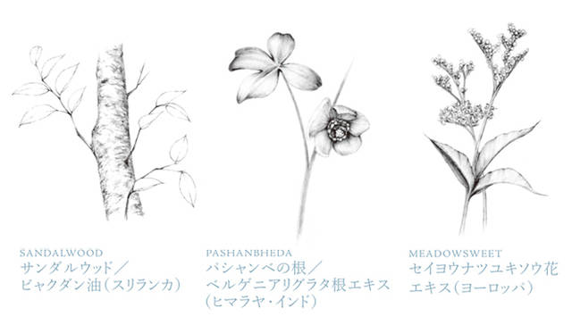 <strong>THREE｜スリー</strong> <strong><br />サンダルウッド／ビャクダン油（スリランカ）</strong>｜静脈・リンパ鬱滞除去作用、抗菌作用、鎮静作用などの機能あり。とくに乾燥肌、老化肌に潤いをもたらす。<br /><strong>パシャンベの根／ベルゲニアリグラタ根エキス（ヒマラヤ・インド）</strong>｜根には、精油成分をふくみ、インド医学のアーユルヴェーダで多用される植物。優れた抗酸化力をもち、シミ、シワの原因となる活性酸素を阻害する。<br /><strong>セイヨウナツユキソウ花エキス（ヨーロッパ）</strong>｜抗炎症作用をもつサリチル酸の含有量が多いのが特徴。メラニン抑性、抗酸化作用、収斂、創傷治癒促進、保湿作用がある。