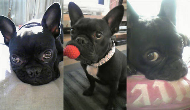 <strong>SAKURA｜第11回 私にとっての癒しスタイル</strong>　愛犬フレンチブルドッグの女の子「プリティ」（ぷりちゃん）5歳です。