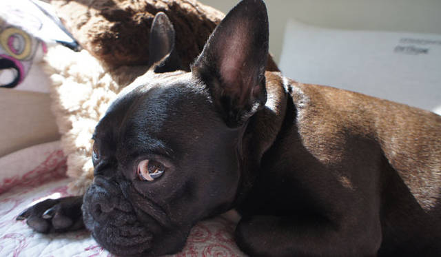 <strong>SAKURA｜第11回 私にとっての癒しスタイル</strong>　ぷりちゃんは、つぶらな大きな瞳が印象的。表情豊かなので、毎日笑顔をくれます。