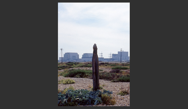 <strong>carnet de jardin｜松永 学</strong>　これは墓木か？