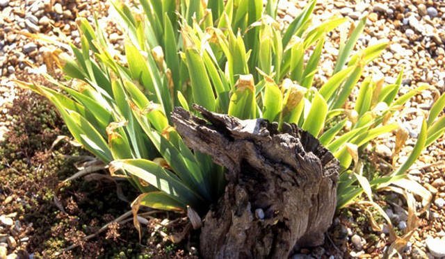 <strong>carnet de jardin｜松永 学</strong>　風化していくだろう……。