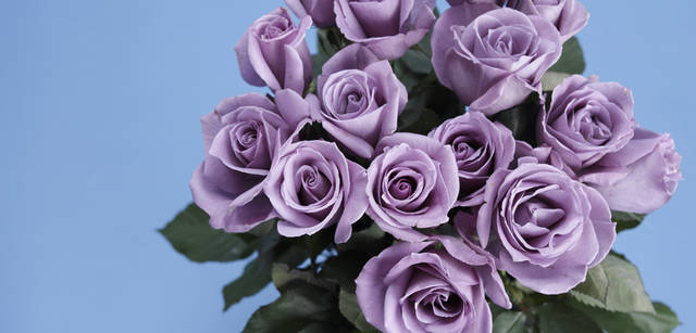 <strong>Chapter 05｜世界初！　幸せを呼ぶ奇跡の青いバラ</strong>　不可能の代名詞とまで言われた青いバラを、10年以上もの歳月をかけて研究開発したのがサントリー。その名も「サントリーブルーローズ アプローズ」。花言葉は「夢 かなう」というロマンチックなものだから、ウェディングブーケに使ってもぴったりかも？ （サントリーフラワーズ／サントリーフラワーズお客様センター）