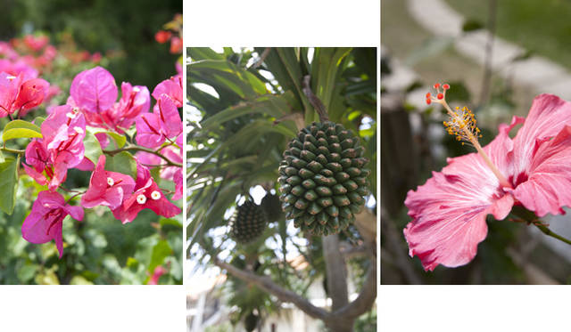 <strong>Club Med Kabira Beach, Ishigaki｜クラブメッド石垣島</strong>　空港からリゾートまでの約40分間のバスの旅。目に飛び込むすべてのものが、きらきらとまぶしく見えた。