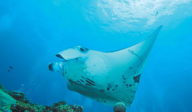 <strong>Club Med Kabira Beach, Ishigaki｜クラブメッド石垣島</strong>　マンタの群れに出会えるスクーバダイビング。