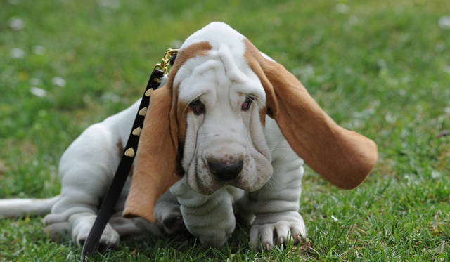 <strong>MOSCHINO｜モスキーノ</strong>　モスキーノのペットコレクションが限定発売！