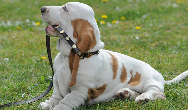 <strong>MOSCHINO｜モスキーノ</strong>　モスキーノのペットコレクションが限定発売！