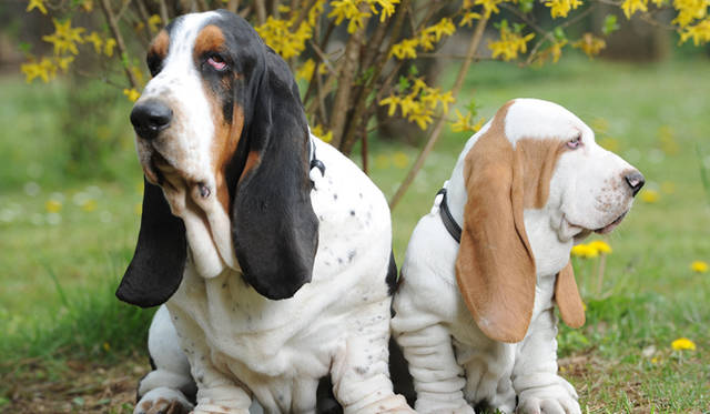 <strong>MOSCHINO｜モスキーノ</strong>　モスキーノのペットコレクションが限定発売！