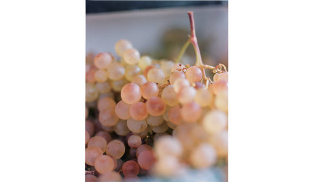 <strong>ART</strong>｜写真家 市橋織江 写真展「PARIS」開催