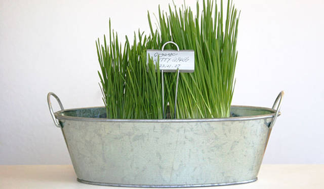 <strong>Yoko Ueno Lewis｜暮らしノート</strong>　自分で楽しむ心の緑化プロジェクト