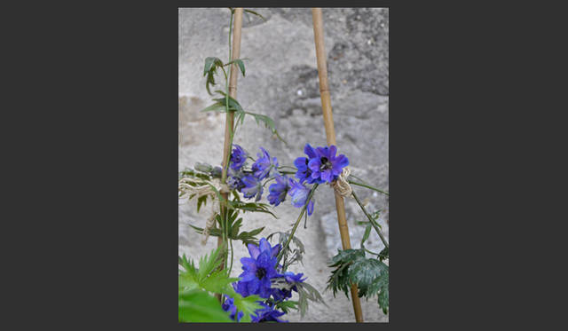 <strong>carnet de jardin｜松永 学</strong>　蔓が伸び