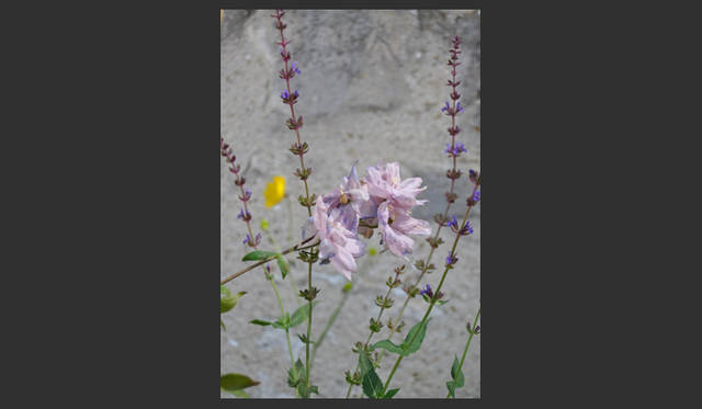 <strong>carnet de jardin｜松永 学</strong>　完璧な色のバランス