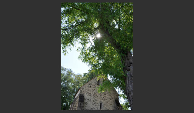 <strong>carnet de jardin｜松永 学</strong>　木漏れ日もまた生命を与えている