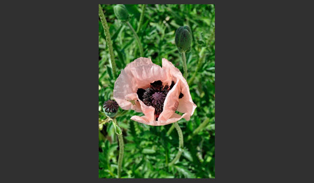 <strong>carnet de jardin｜松永 学</strong>　永遠に包まれていたい