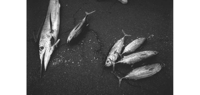 <strong>写心気 163</strong> Photo by 立木義浩