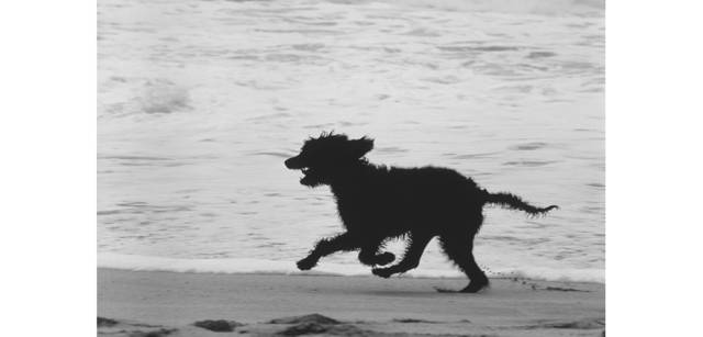 <strong>写心気 170</strong> Photo by 立木義浩