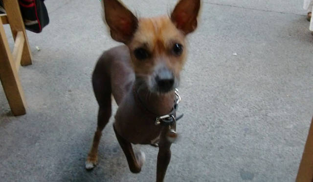 <strong>マシュー・ワォルドマン｜日付のない日記</strong>　mexican hairless