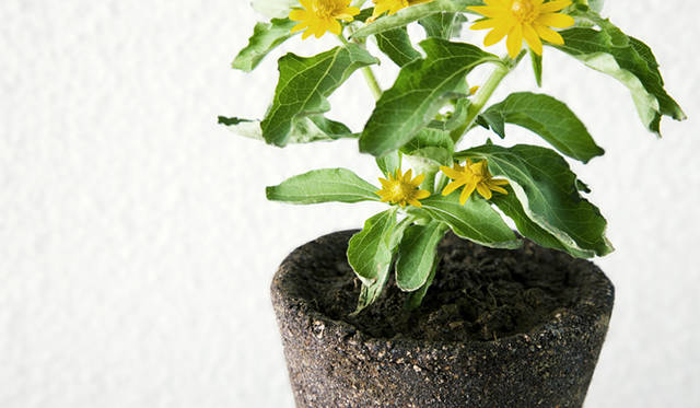 <strong>Snow Peak×Perrocaliente｜スノーピーク×ペロカリエンテ</strong>　大地を抜き取ったプランター「EARTH」