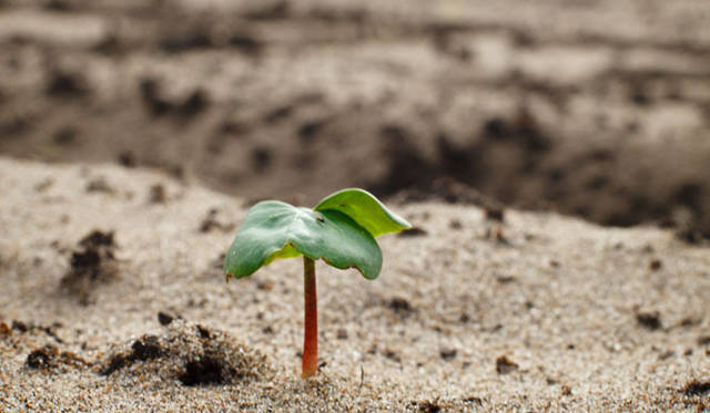 <strong>東北コットンプロジェクト</strong>　発芽した綿花