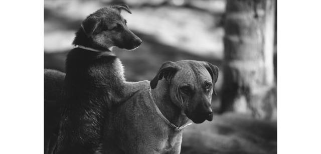 <strong>写心気 185</strong> Photo by 立木義浩