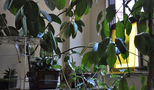 <b>塚田有一│みどりの触知学</b>　「リムグリーン」リスタート＆リムグリーン的東方学「その1 七夕」開催