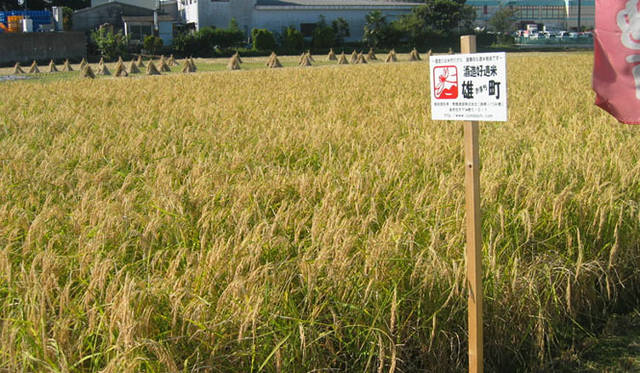 <strong>和醸和楽｜泉橋酒造</strong>　蔵の北側に広がる田んぼ